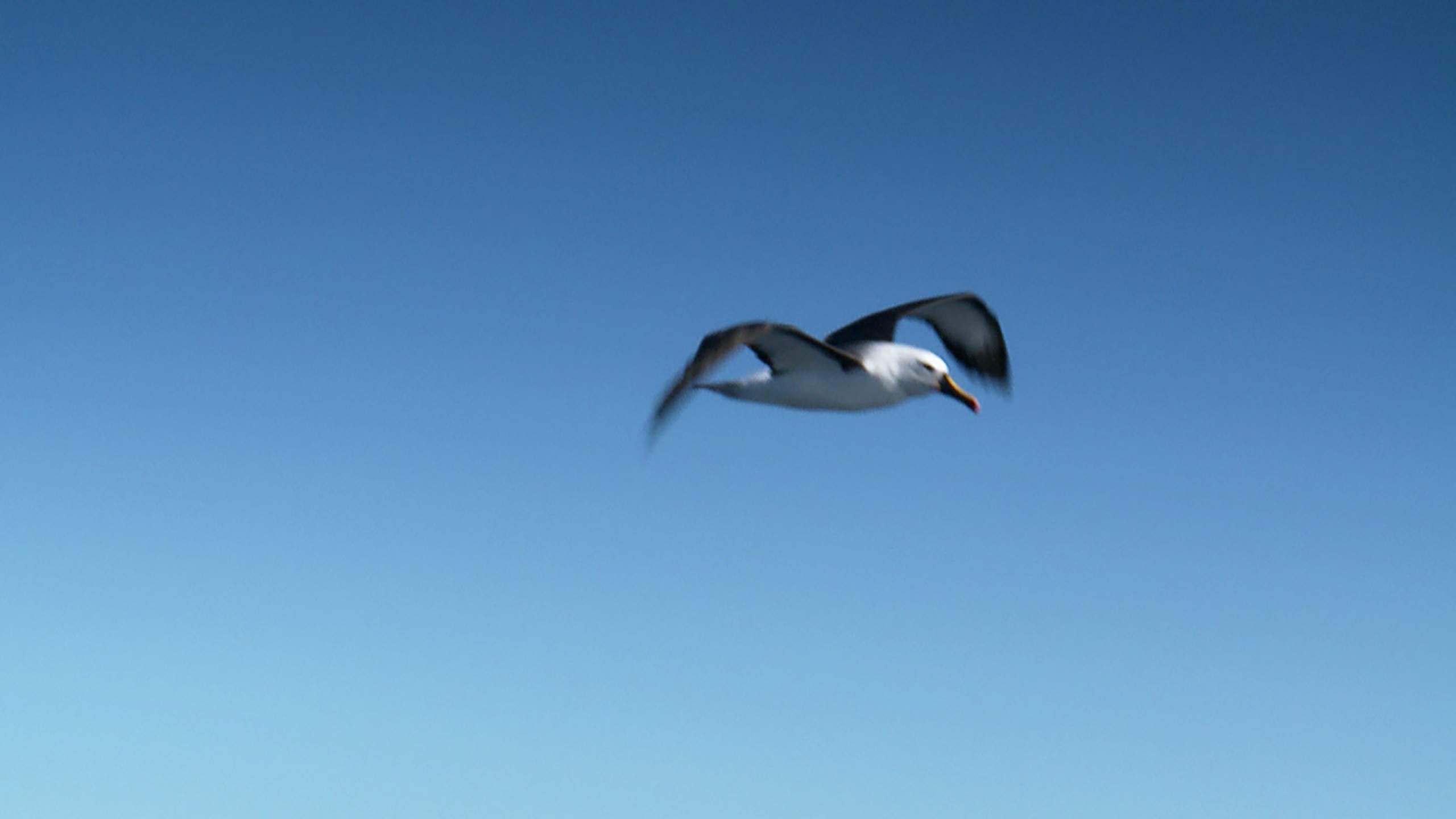 Chilean Sea Bass How Patagonian Toothfish was saved MSC