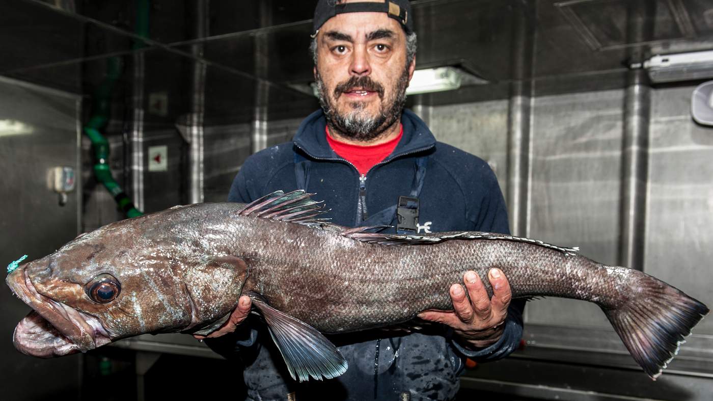 antarctic toothfish