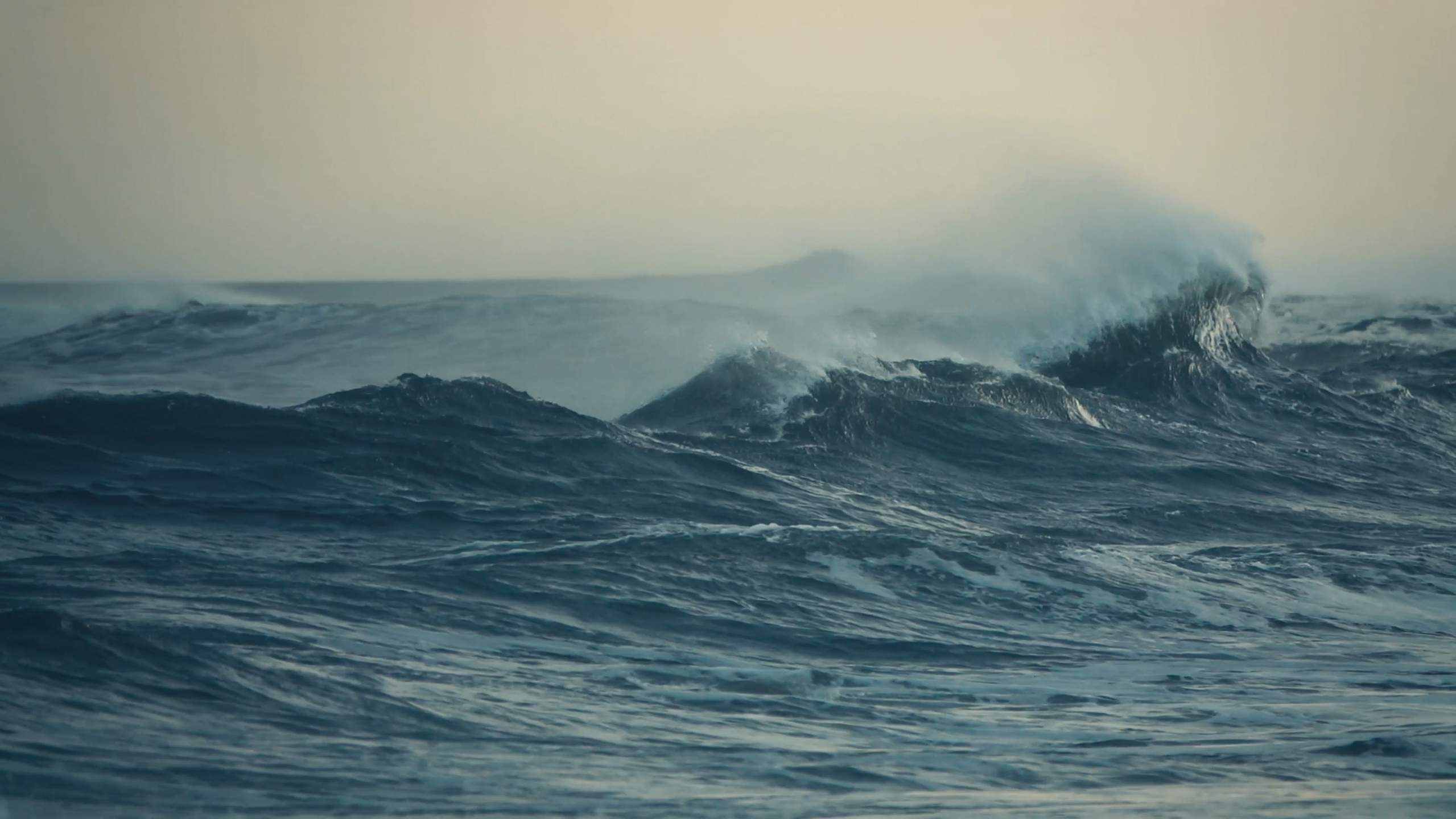 Chilean Sea Bass How Patagonian Toothfish was saved MSC